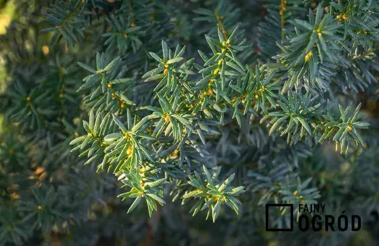 Cis pośredni 'Hillii'