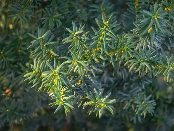 Cis pośredni 'Hillii' - zdjęcie 3