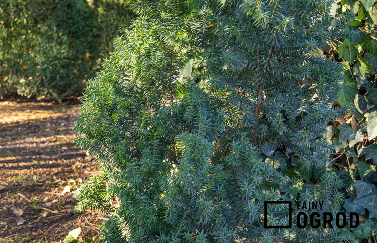 Cis pośredni 'Hillii'