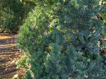 Ilustracja rośliny cis pośredni 'hillii'