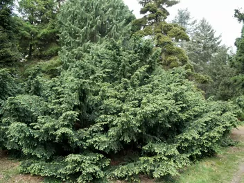 Cis pospolity 'Repandens' - zdjęcie 2