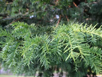 Cis pospolity 'Repandens' - zdjęcie 3