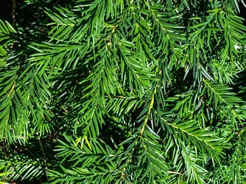 Cis pospolity 'Repandens' - zdjęcie 4