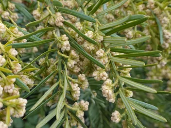 Cis pospolity 'Repandens' - zdjęcie 5