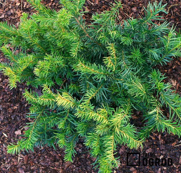 Cis pospolity 'Repandens'
