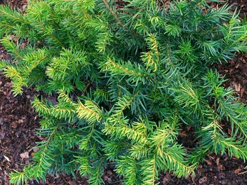 Ilustracja rośliny cis pospolity 'repandens'