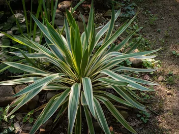 Juka wspaniała - zdjęcie 2