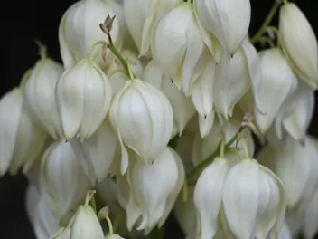 Juka wspaniała - zdjęcie 3