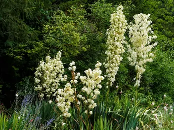 Juka wspaniała - zdjęcie 4