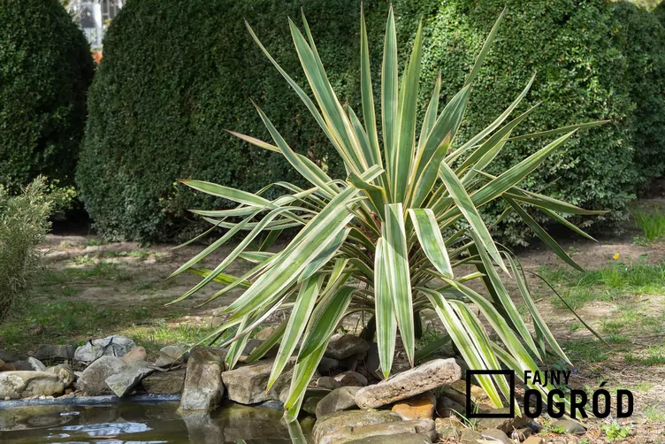 Juka wspaniała - zdjęcie 5