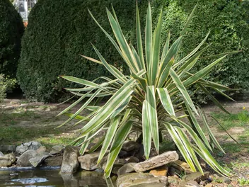 Juka wspaniała - zdjęcie 5