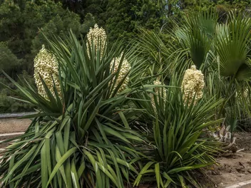 Ilustracja rośliny juka wspaniała