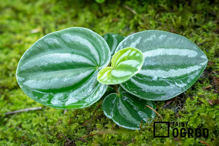 Peperomia srebrzysta