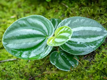 Ilustracja rośliny peperomia srebrzysta