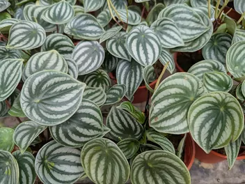 Peperomia srebrzysta - zdjęcie 2