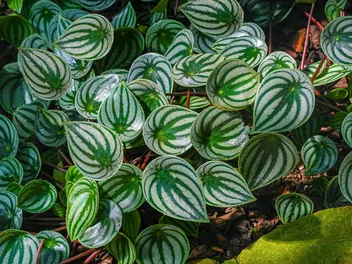 Peperomia srebrzysta - zdjęcie 3