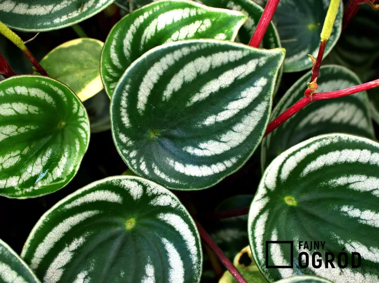 Peperomia srebrzysta Peperomia srebrzysta