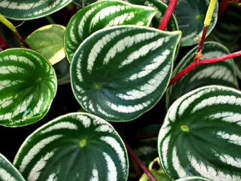 Peperomia srebrzysta - zdjęcie 4