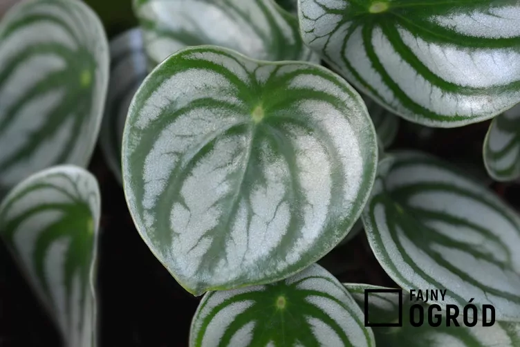 Peperomia srebrzysta - zdjęcie 5 Peperomia srebrzysta - zdjęcie 5