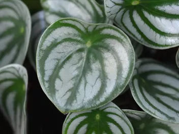 Peperomia srebrzysta - zdjęcie 5