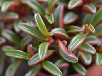 Ilustracja rośliny peperomia wonna