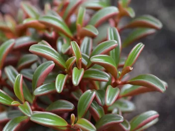 Peperomia wonna - zdjęcie 2