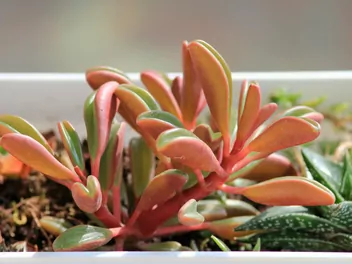 Peperomia wonna - zdjęcie 3