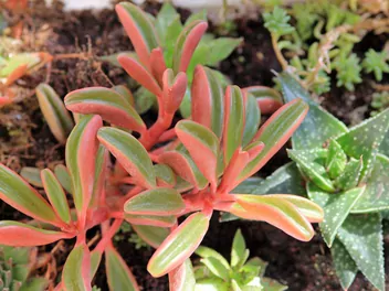 Peperomia wonna - zdjęcie 4