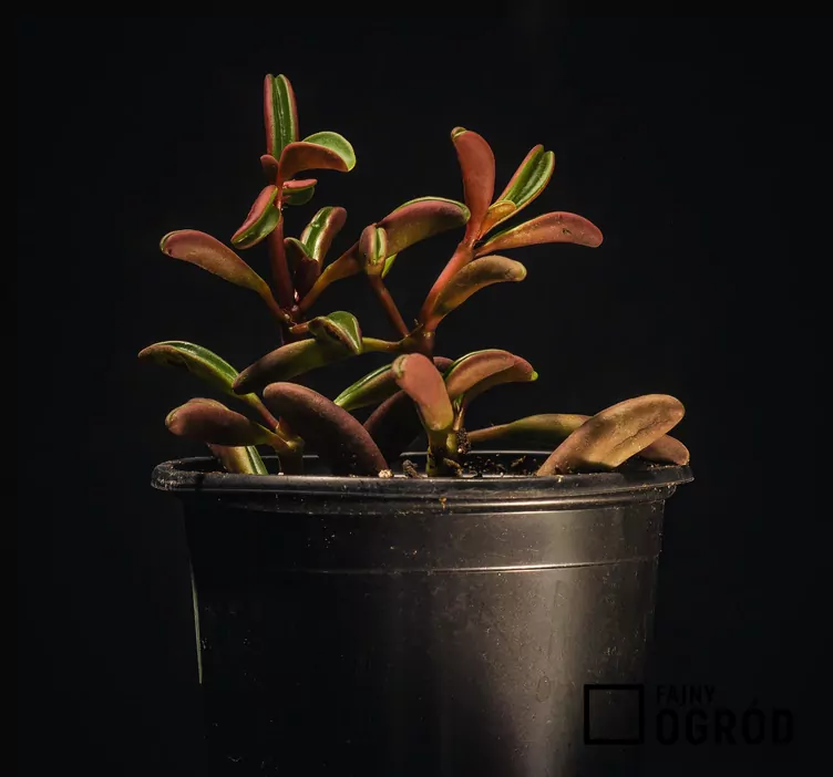 Peperomia wonna - zdjęcie 5