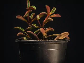 Peperomia wonna - zdjęcie 5