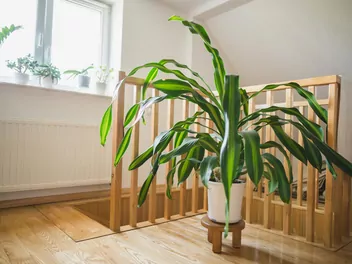 Dracena wonna 'Massangeana' - zdjęcie 2