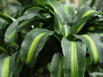 Dracena wonna 'Massangeana' - zdjęcie 3