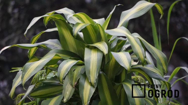 dracena-massangeana-1 Dracena wonna 'Massangeana'
