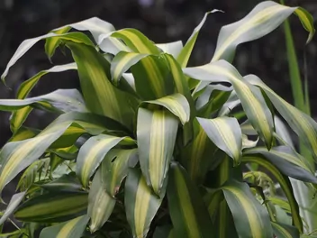 Ilustracja rośliny dracena wonna 'massangeana'