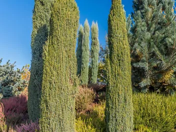 Jałowiec pospolity 'Arnold' - zdjęcie 2