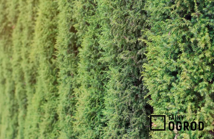 Jałowiec pospolity 'Arnold'