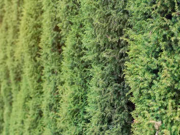 Jałowiec pospolity 'Arnold' - zdjęcie 3