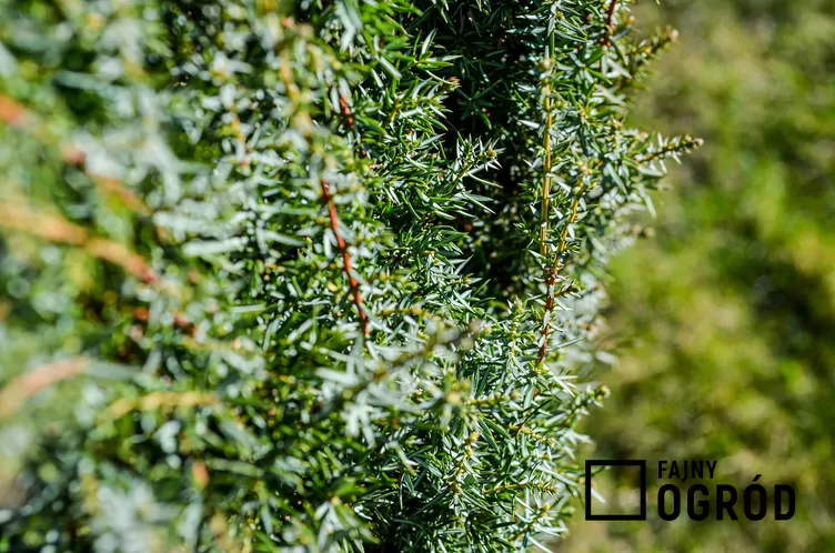 Jałowiec pospolity 'Arnold'