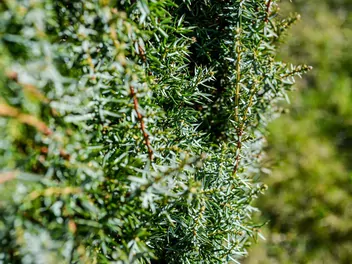 Ilustracja rośliny jałowiec pospolity 'arnold'