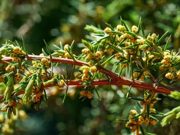Jałowiec pospolity 'Horstmann' - zdjęcie 2