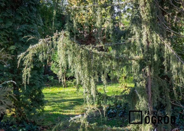 Jałowiec pospolity 'Horstmann'