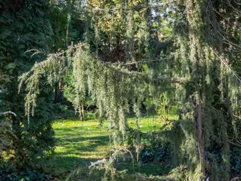 Jałowiec pospolity 'Horstmann' - zdjęcie 3