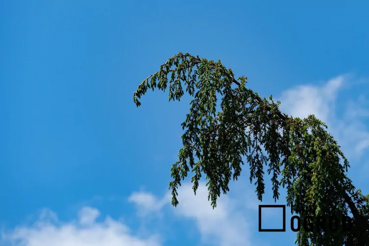 Jałowiec pospolity 'Horstmann'