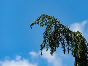 Jałowiec pospolity 'Horstmann' - zdjęcie 4