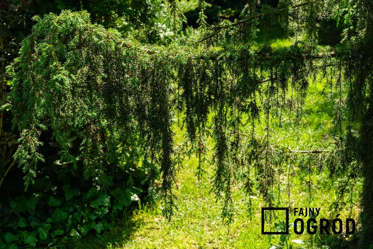 Jałowiec pospolity 'Horstmann' - zdjęcie 5