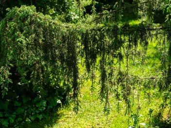 Jałowiec pospolity 'Horstmann' - zdjęcie 5