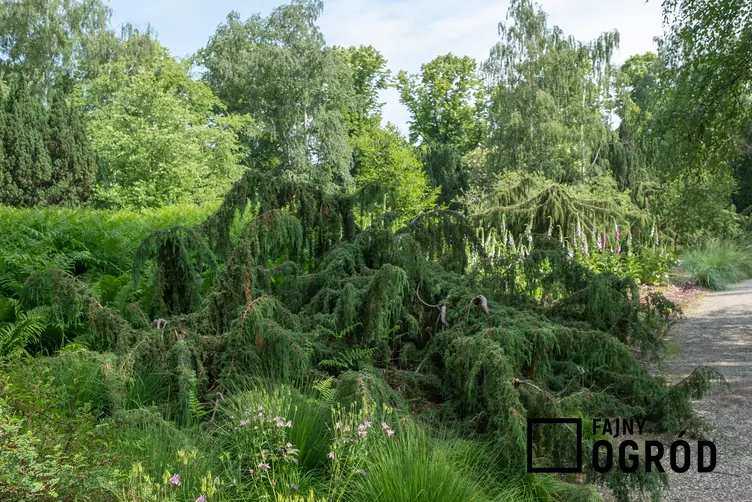 Jałowiec pospolity 'Horstmann'