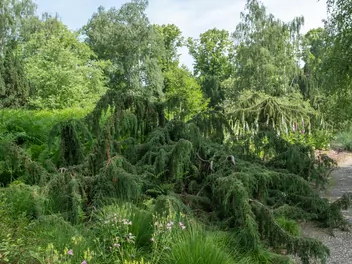 Ilustracja rośliny jałowiec pospolity 'horstmann'