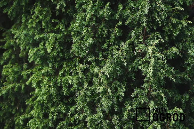 Jałowiec green carpet