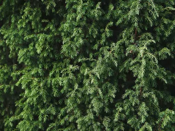 Jałowiec pospolity 'Green Carpet' - zdjęcie 2